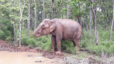 Adult elephant stands next to a small lake in a green forest.