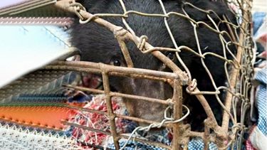 A scared looking bear cub peers out of a tiny mobile cage.