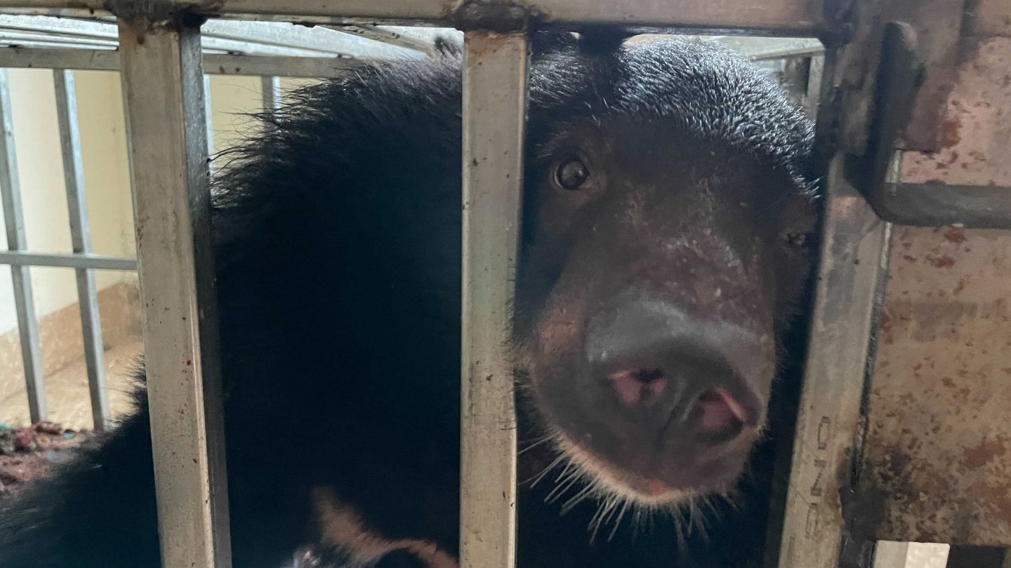 A bear cub peers out of a cage.