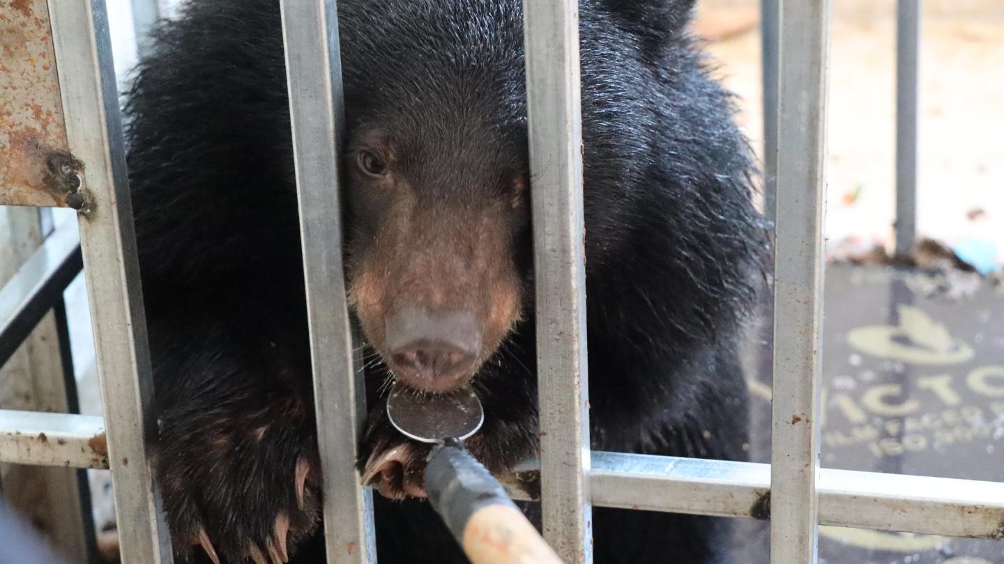 A moon bear cub holds onto a long spoon as they eat honey from it while standing in a cage.