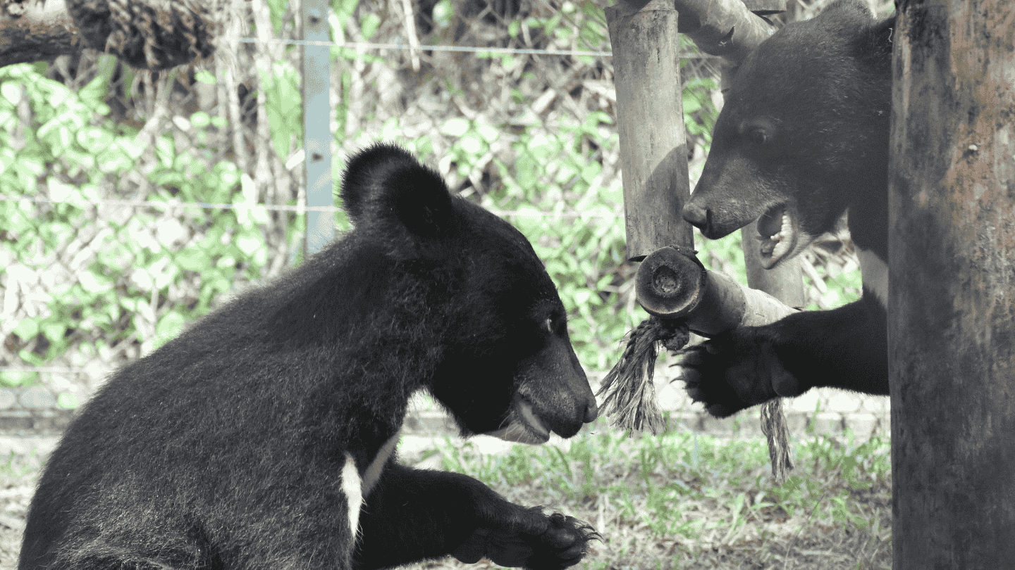 Two small Asiatic black bear cubs playing by a tree, one to the left of the trunk, the other peering out from behind the trunk
