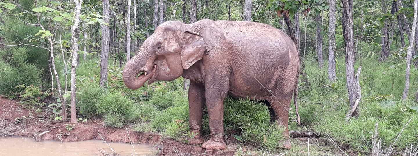 Adult elephant stands next to a small lake in a green forest.