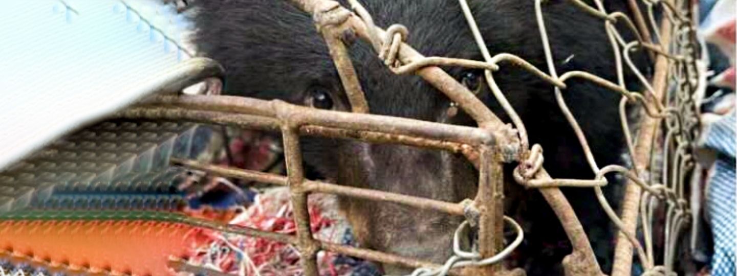 A scared looking bear cub peers out of a tiny mobile cage.