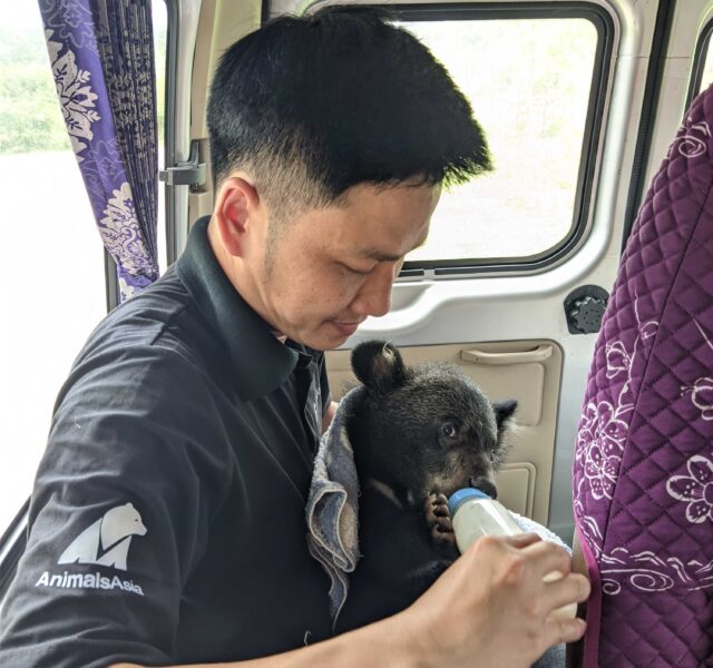 Animals Asia worker bottle-feeding an Asiatic black bear cub inside a vehicle during rescue transport.