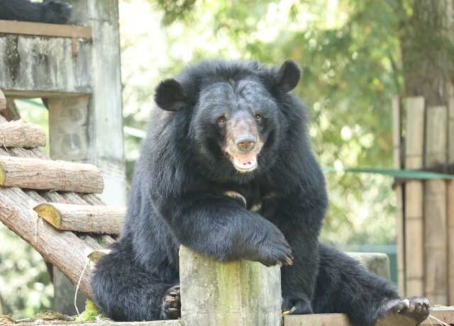 Smiling Asiatic black bear sitting up and leaning with one forepaw on pillar in front of him, with wooden ladder behind him.