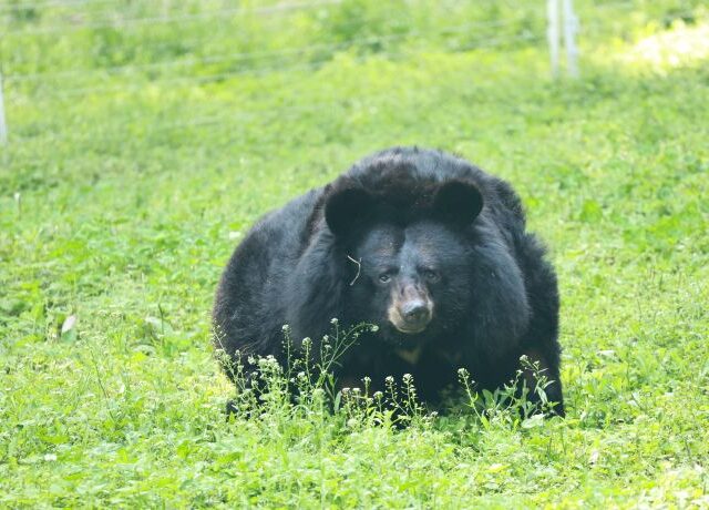 Large, rounded Asiatic black bear in green grass, looking directly into camera