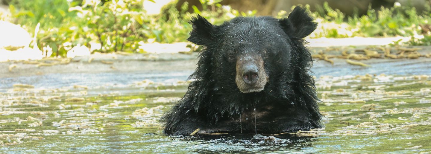 Aisiatic black bear with scraggly ears, in water looking at the camera, green plants in the background.