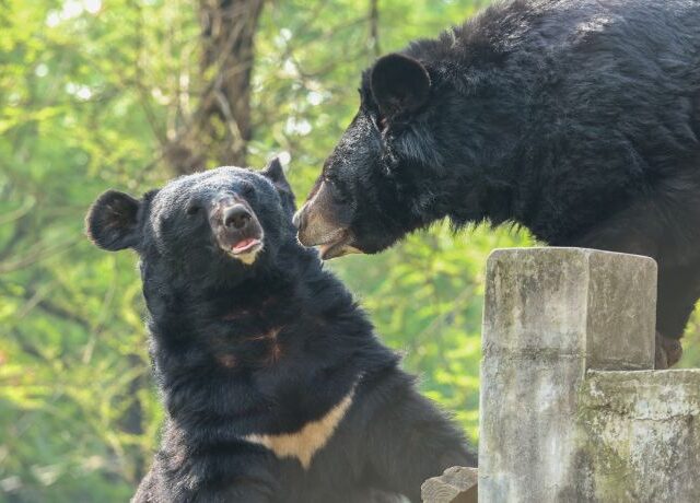 Asiatic black bears playing together, one standing upright looking at the other on top of a structure, top bear leaning down towards standing bear.