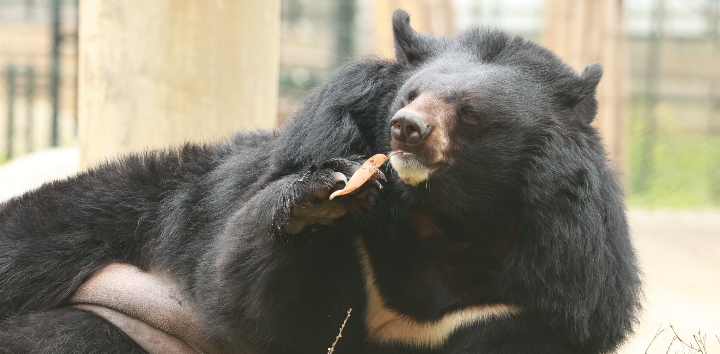 Asiatic black bear lying on side, face forward, with a leaf dangling from his mouth