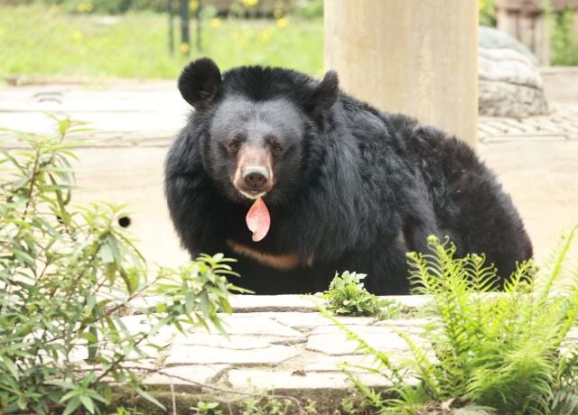 Asiatic black bear with pink leaf in mouth looking at camera, green plants in front and pillar behind him.