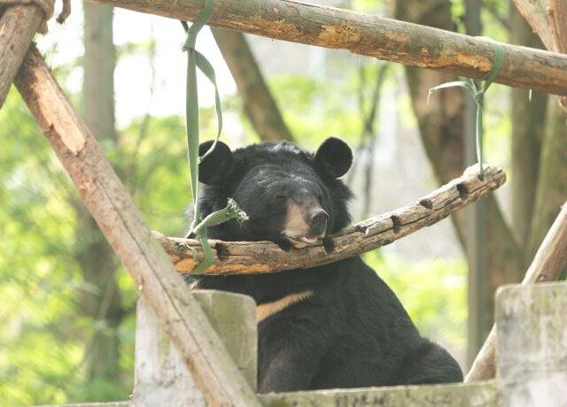 Asiatic black bear in the sunshine, under a log swing crossbeam, resting his chin on the swing, with trees in the background.
