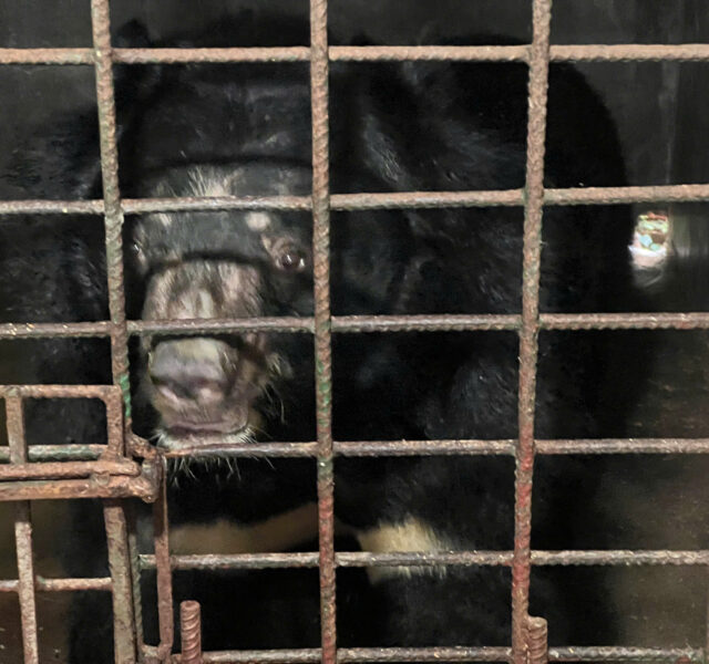 Asiatic black bear staring forward from behind rusty metal bars in a small, dark cage.