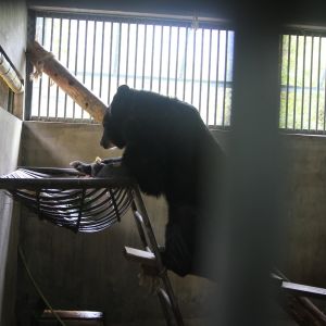 Asiatic black bear in den, climbing ladder into raised metal bed