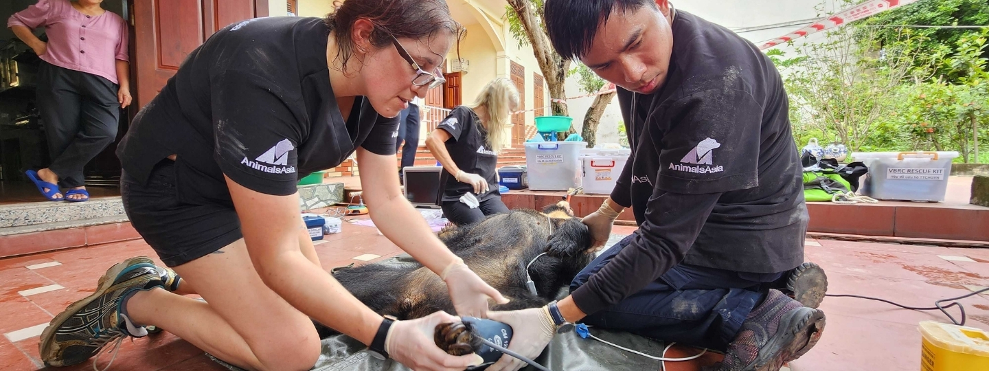 Veterinarians from Animals Asia providing medical care to a sedated moon bear during a rescue operation outside a building.