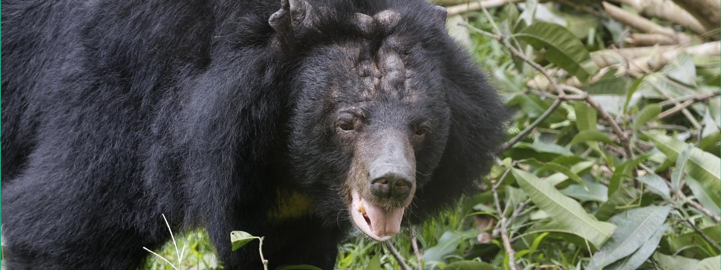 Moon bear with thick black fur and pale snout standing among green foliage and branches in an outdoor enclosure.