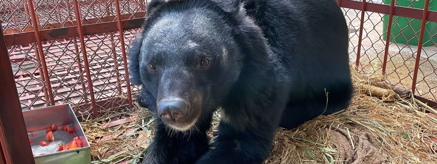 Happy looking asiatic black bear in a recovery cage surrounded by straw and holding fruit in its paws