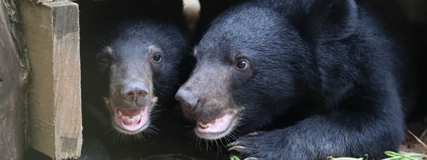 Two happy looking asiatic black bears lying down close to each other under a wooden structure.