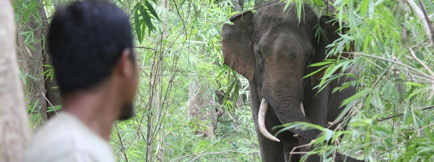 A large male Asian elephant walks through the bushes towards the camera, a man stands in the foreground watching.