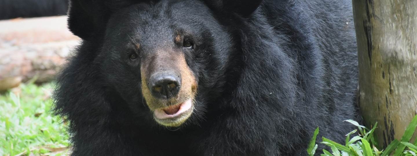 Happy looking asiatic black bear surrounded by wooden structures and grass.