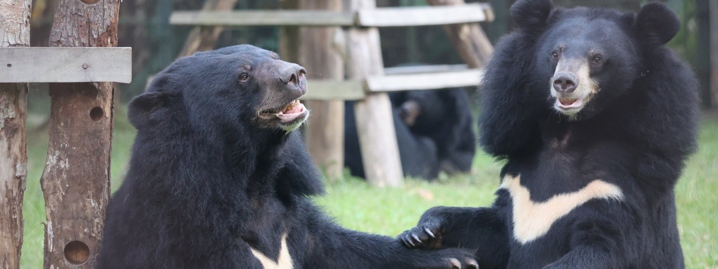 Two Asiatic black bears with cream chest markings interact playfully in a grassy outdoor enclosure.