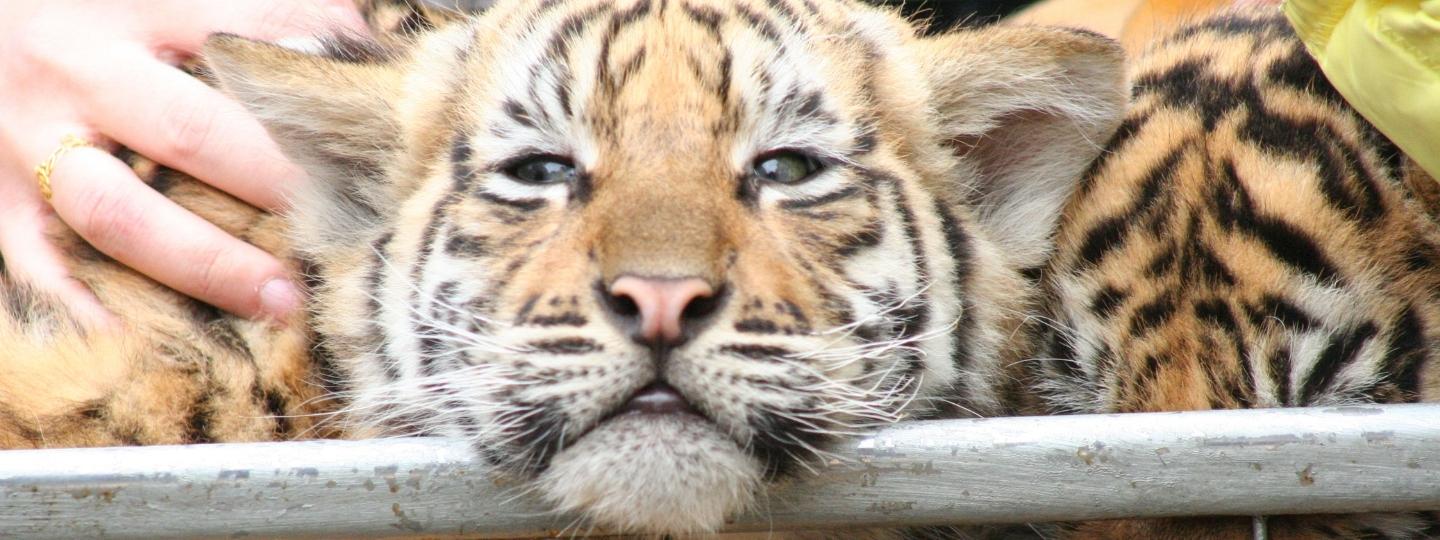Close-up of a tiger cub’s face resting on a metal bar, with a human hand touching its back