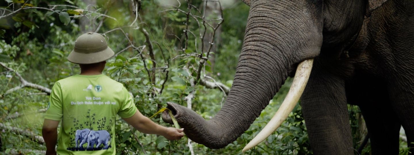 A man wearing a official Yok Don National Park t-shirt gently feeds a leafy branch to a male elephant in the forest.
