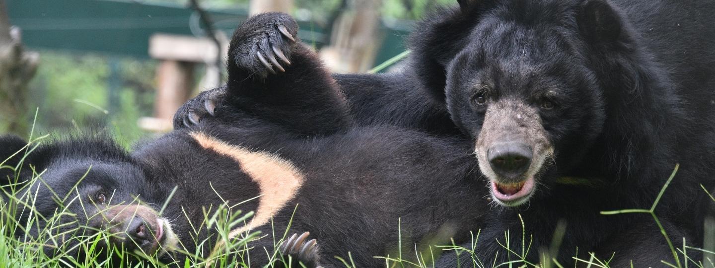 Close up of two happy looking asiatic black bears, lying on the grass next to each other on a grassy floor, facing the camera.