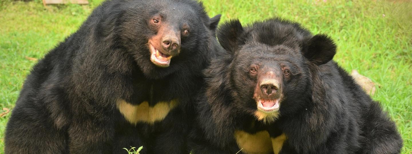 Two Asian black bears with light chest markings sit close together on green grass, both facing the camera and appearing to smile.