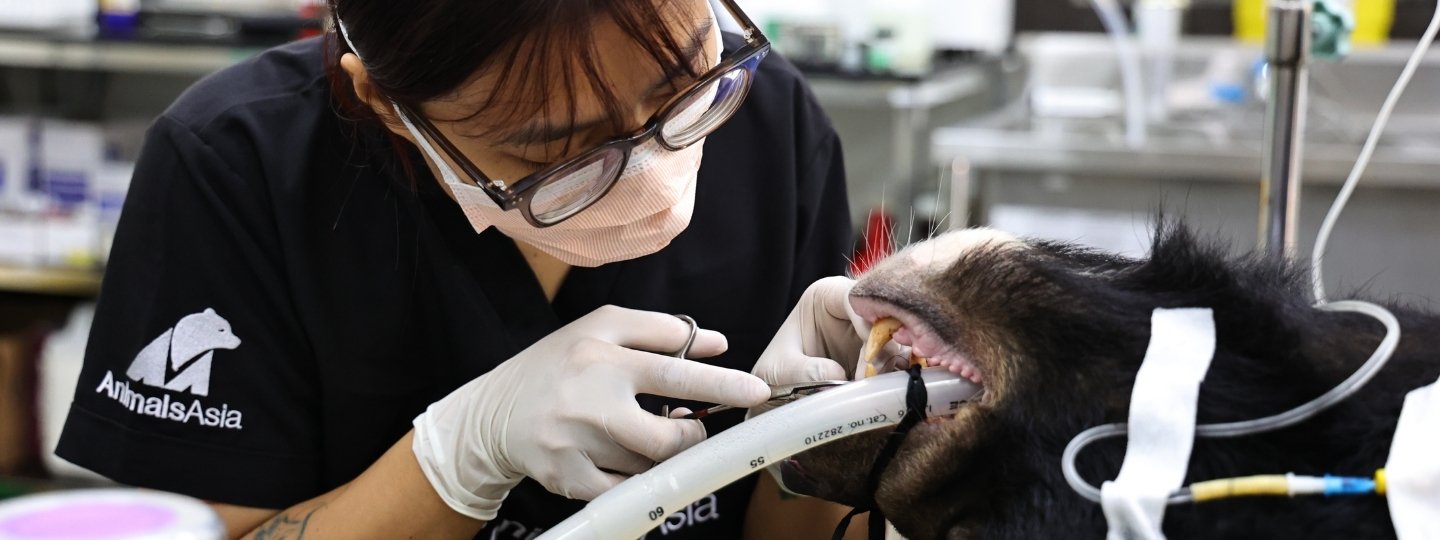 Veterinarian performing dental treatment on a sedated bear, using gloves and dental instruments in a clinic.