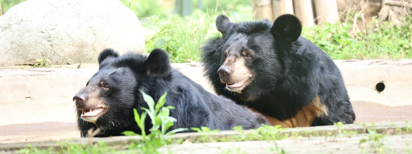 Two happy looking asiatic black bears sitting in an outdoor pool in a grassy enclosure.