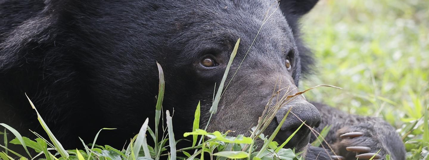 Moon bear with thick black fur and a pale snout lying down in grass in an outdoor enclosure.