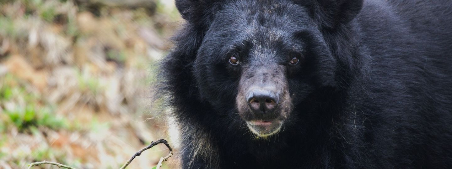 Asiatic black bear explores lush green grass and foliage in a natural sanctuary environment.