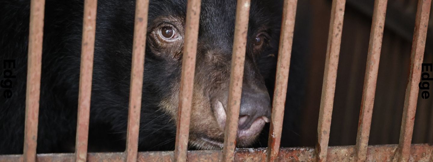 Moon bear in rusty cage looking listless and looking out the cage bars.