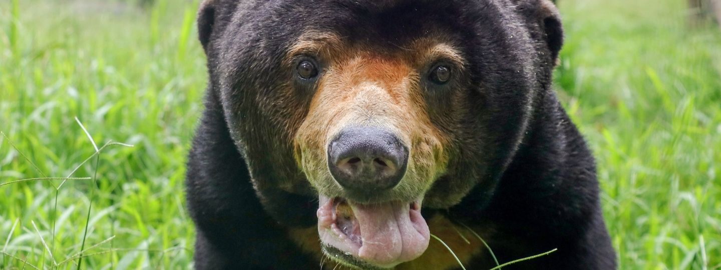 Close-up of a sun bear with a light brown snout and open mouth, standing in tall green grass in an outdoor enclosure.