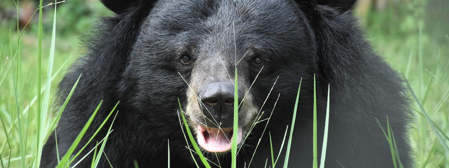 A moon bear with a cream-colored snout sits in tall green grass, mouth slightly open, in a natural outdoor habitat.