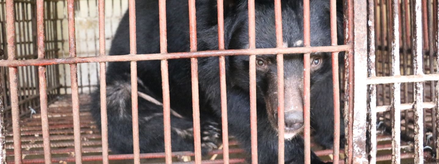 An asiatic black bear sits in a rusty cage looking out.