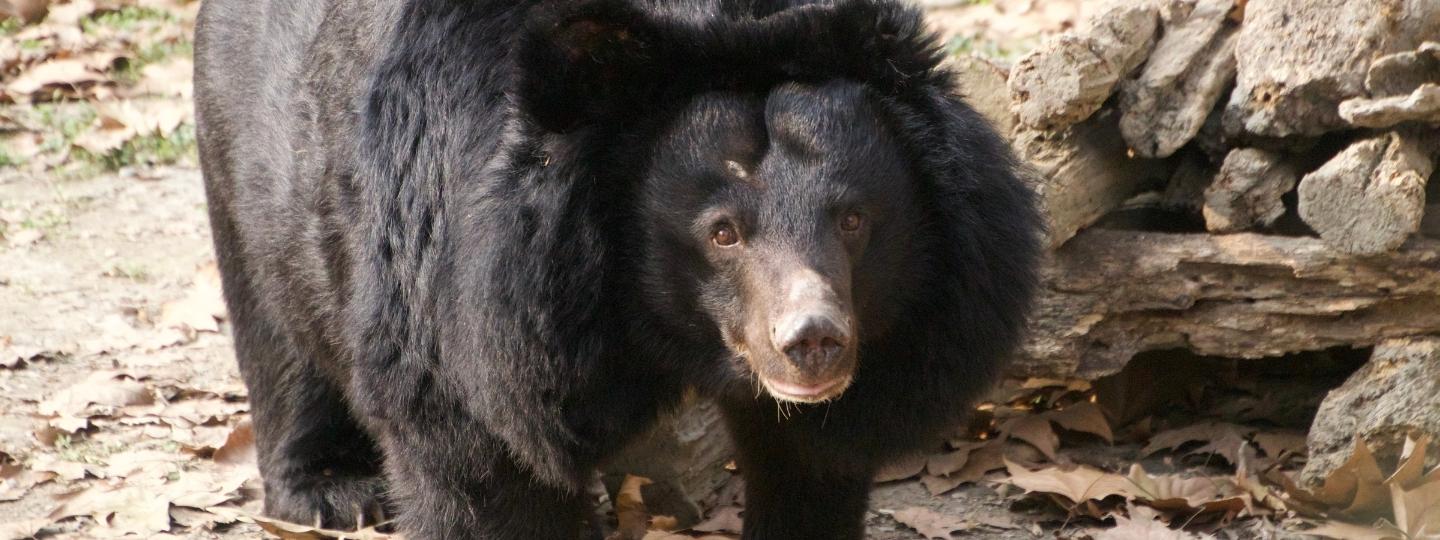 Asiatic black bear standing on leaf-covered ground near rocks, facing forward with a distinctive creamy muzzle and chest patch.