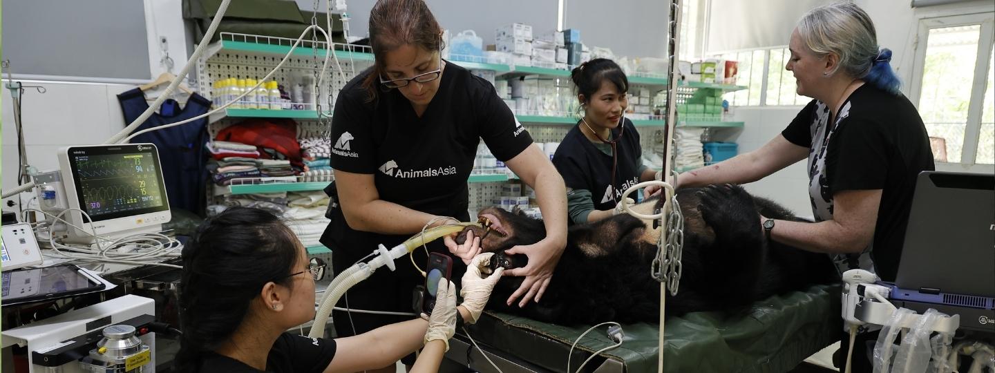 Vets performing surgery on a bear.
