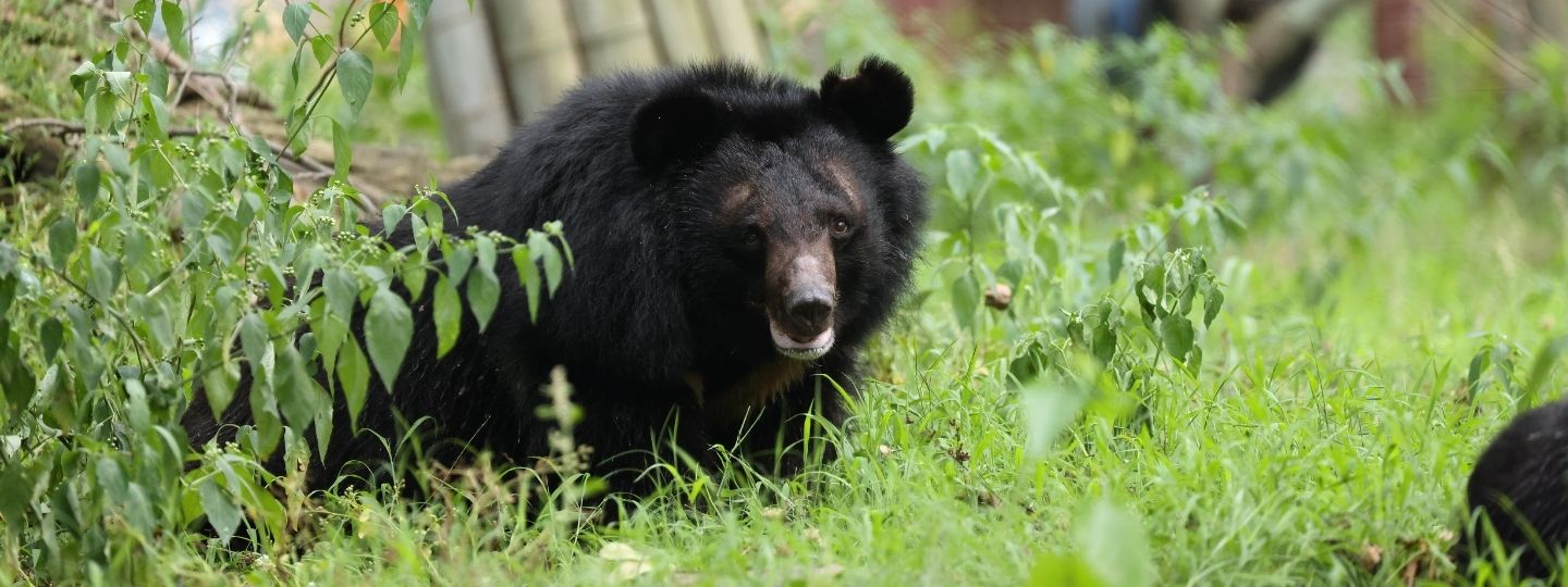 Asiatic black bear resting in tall green grass and foliage in a natural outdoor enclosure.