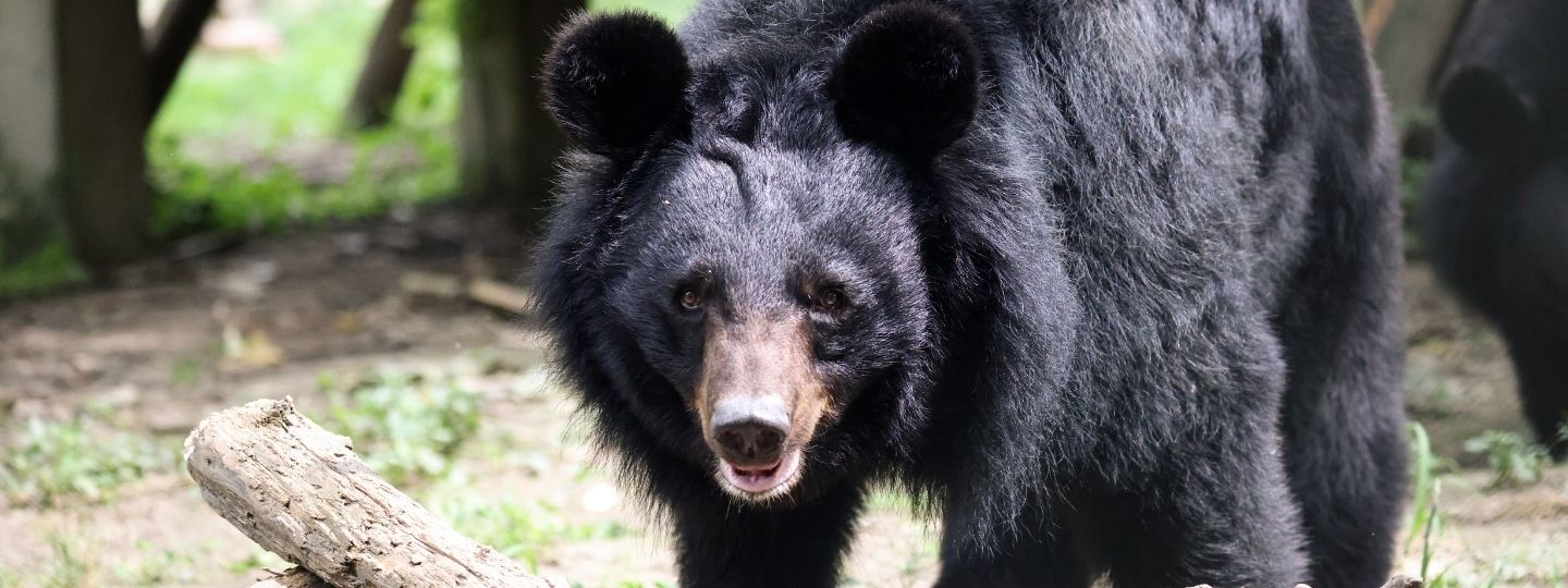 Asiatic black bear walking through a sunlit outdoor enclosure, with a log and greenery in the foreground.