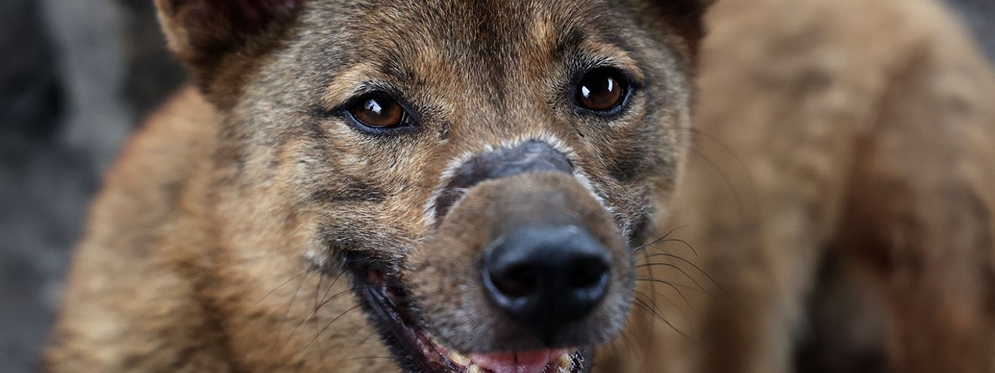 Close-up of a brown dog with expressive eyes and a mottled nose, looking directly at the camera outdoors.