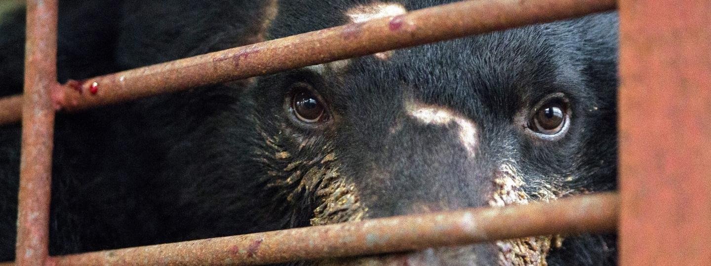 Close-up of a distressed moon bear staring through rusted metal bars, showing signs of injury and confinement in a bile farm cage.