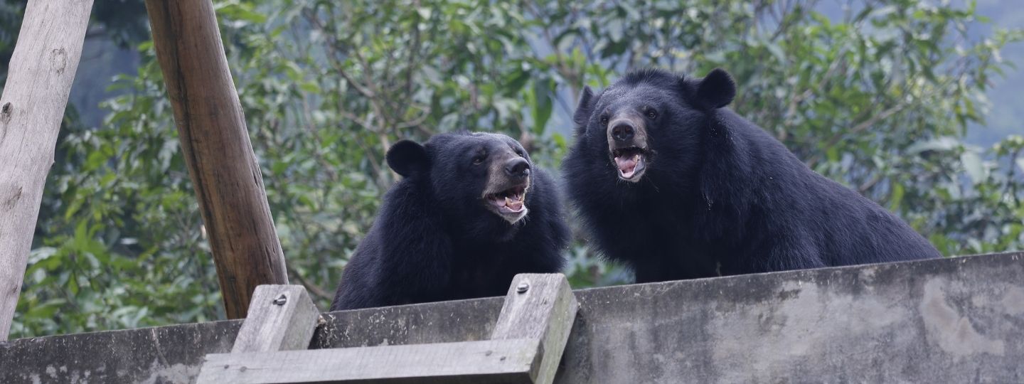 Two Asiatic black bears on a concrete platform outdoors, mouths open, surrounded by lush green trees.