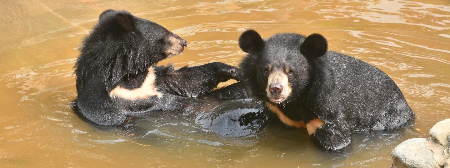 Two Asiatic black bears with cream chest markings playing together in a muddy pond.