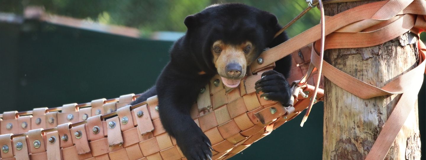 Smiling sun bear lying in a hammock in a grassy enclosure.