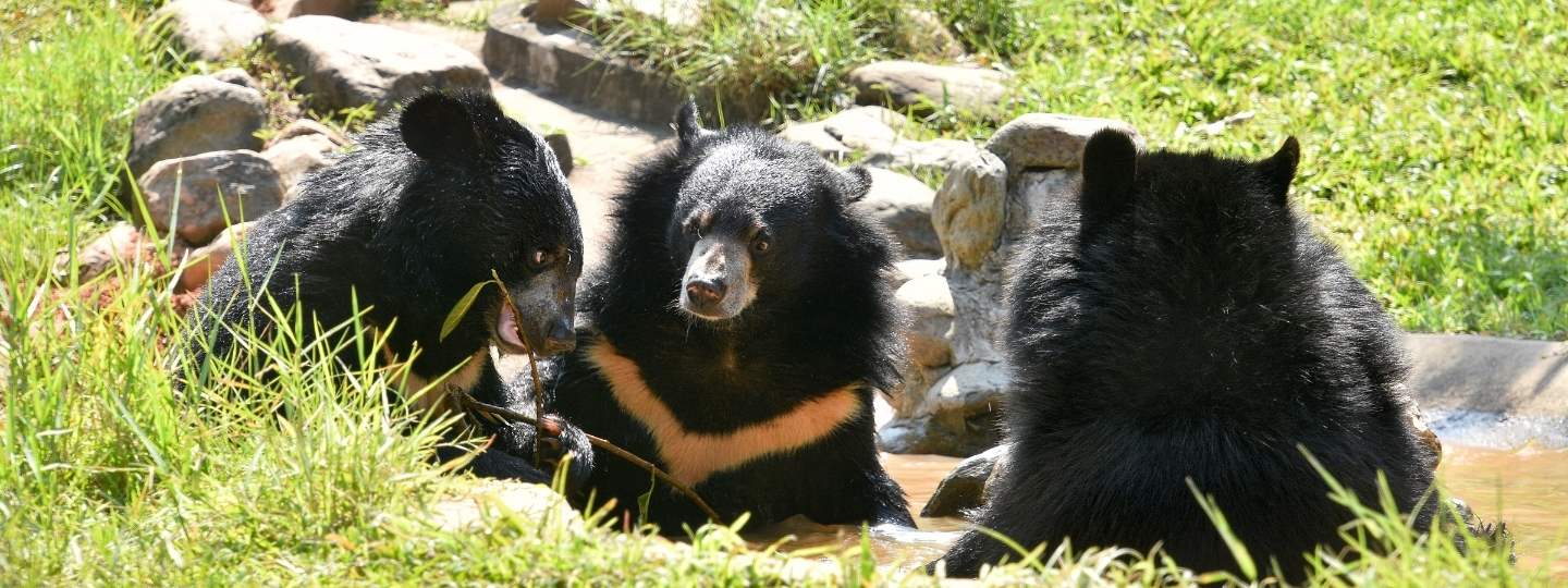 Three Asiatic black bears sitting in an outdoor pool in the sun surrounded by grass
