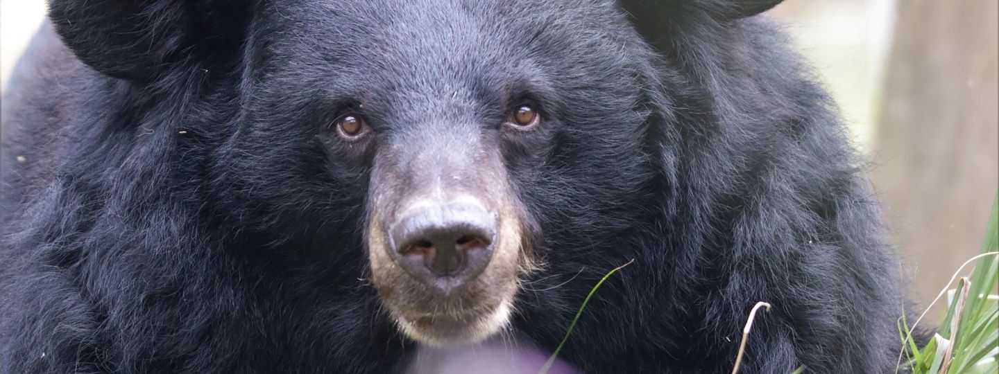 Close-up of a moon bear with thick black fur and inquisitive eyes in a natural outdoor sanctuary setting.