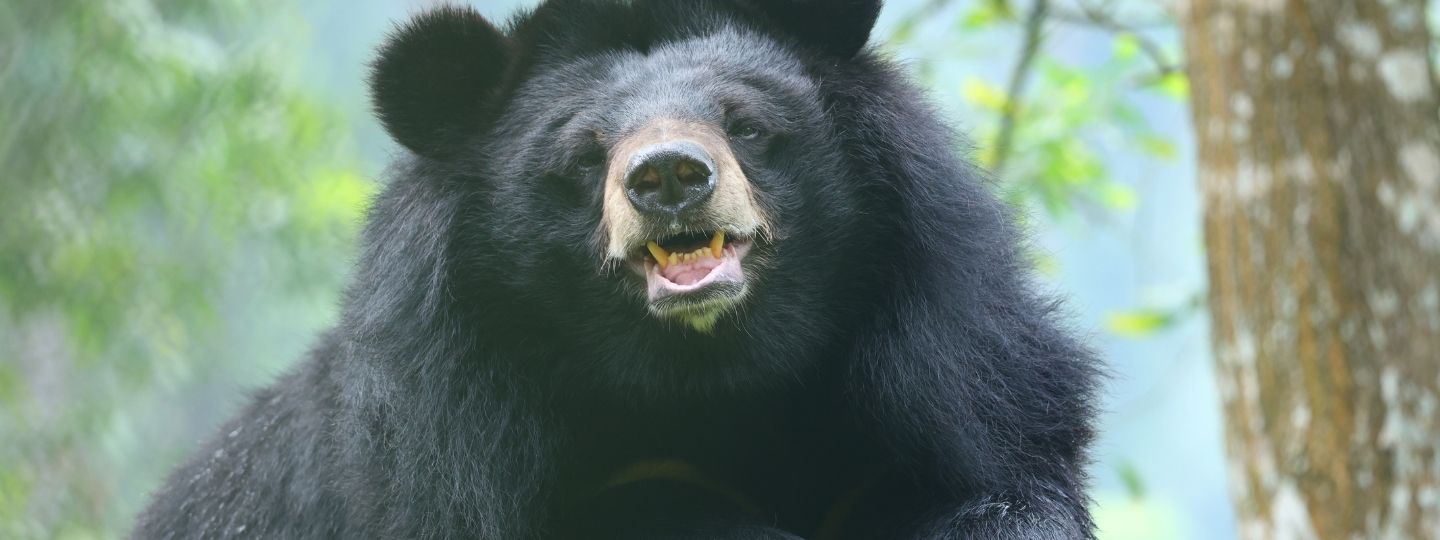 Asiatic black bear showing teeth while sitting outdoors in a forested area with trees and green foliage.