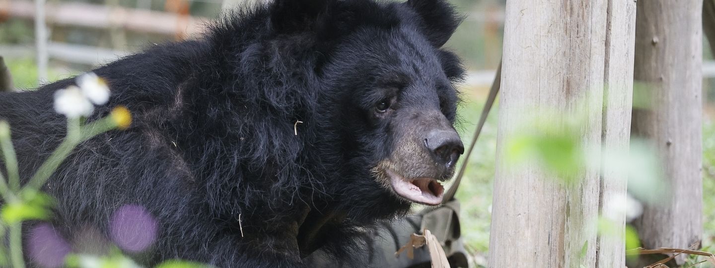 Close-up of an Asiatic black bear with shaggy fur, standing near wooden posts and wildflowers in a natural outdoor setting.