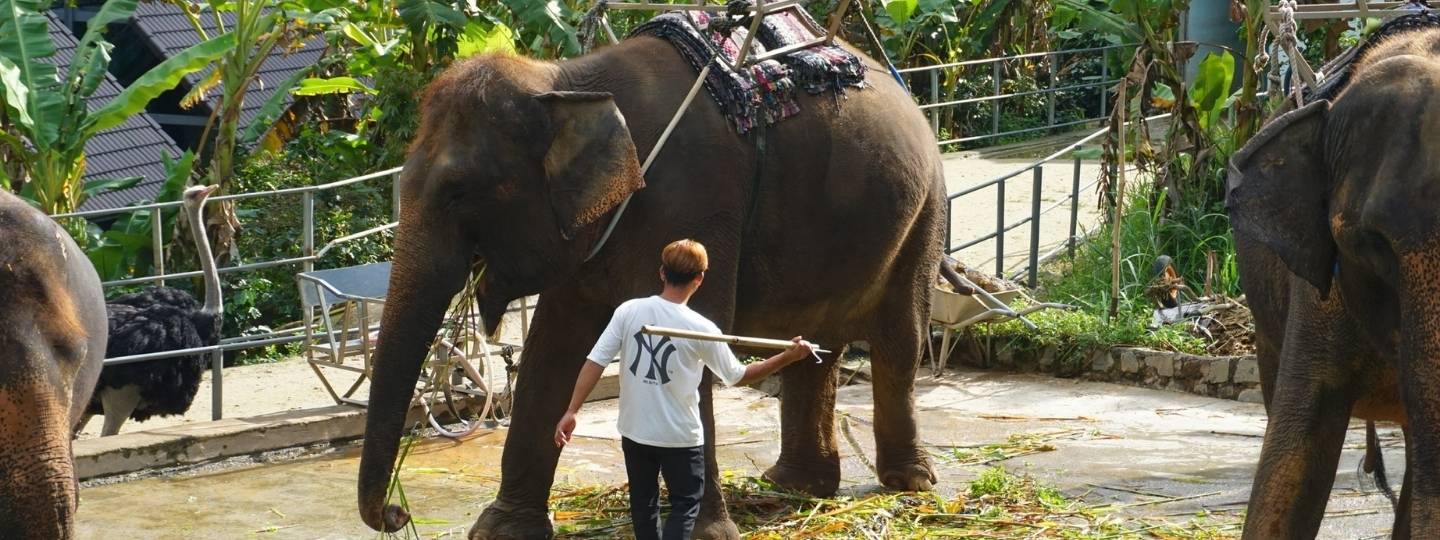 A man raises a long stick as if to strike an elephant in a pen. The elephant is chained up and has a riding seat on its back.